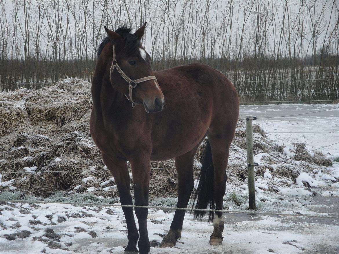 Dansk Varmblod Jessica E billede 8