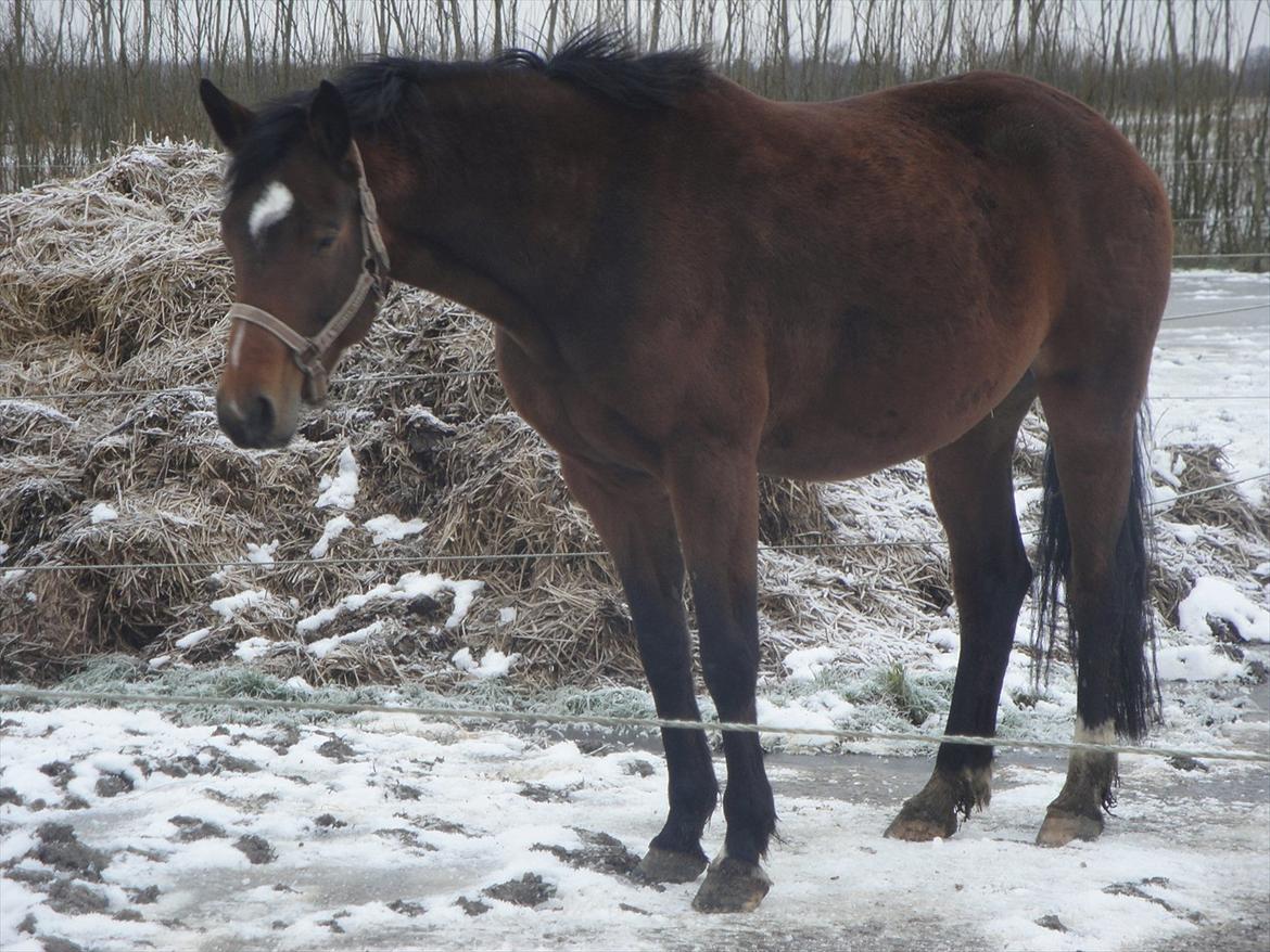 Dansk Varmblod Jessica E billede 9