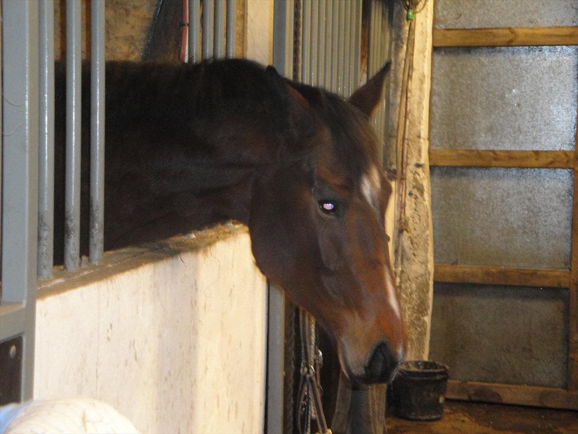 Dansk Varmblod Jessica E billede 10