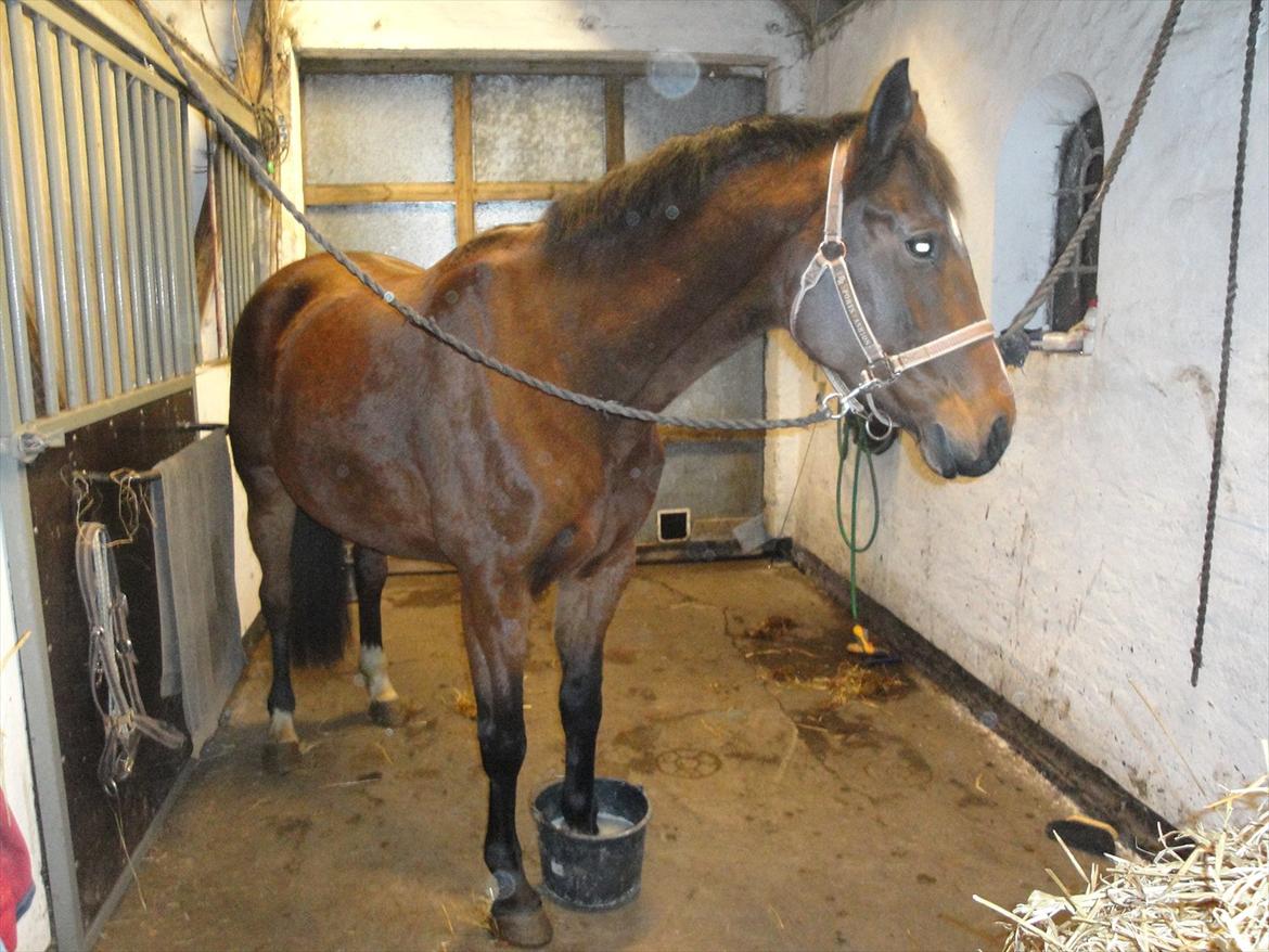 Dansk Varmblod Jessica E billede 11