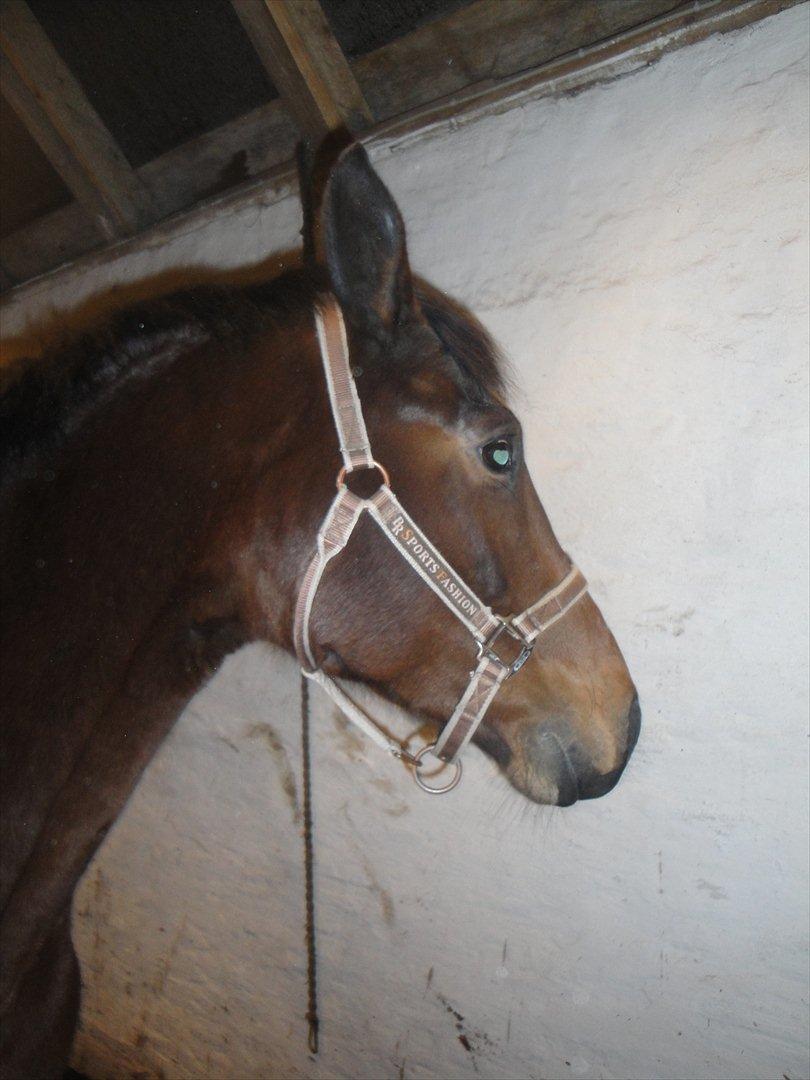 Dansk Varmblod Jessica E billede 12