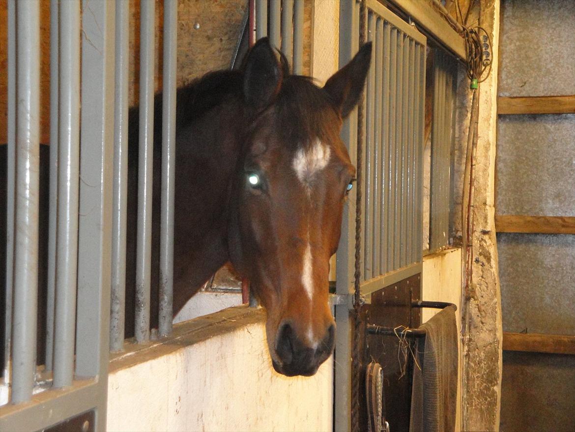 Dansk Varmblod Jessica E billede 13