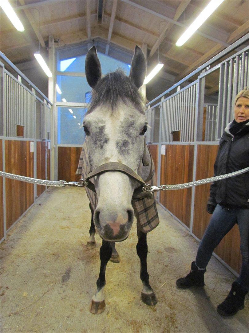 Hollandsk Sportspony Kylah W - samme dag som hun kom - d. 07.01.12 :)) billede 6