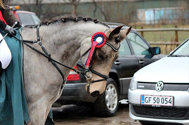 Anden særlig race Chiano :-) <3 solgt! - Min stjerne, mit et og alt :-* <3 Fra stævnet i krk den. 22  kun en LB** haha :-D billede 19