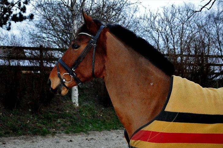 Anden særlig race Madsen (Mason) billede 5