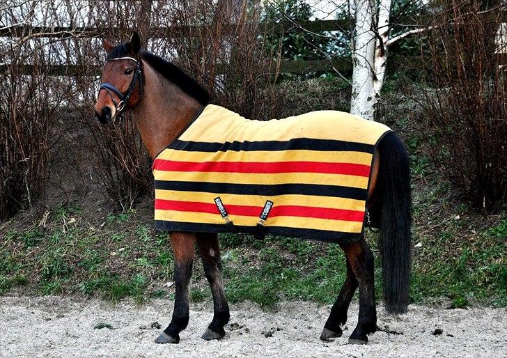 Anden særlig race Madsen (Mason) billede 6