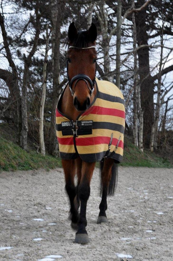 Anden særlig race Madsen (Mason) - Min dejlige dreng billede 7