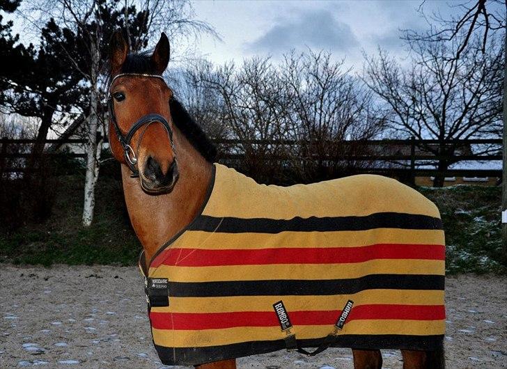 Anden særlig race Madsen (Mason) billede 8