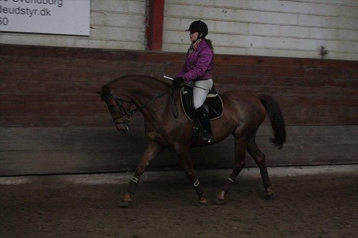 Dansk Varmblod Dinella girl Fredensminde (Damen) Tidl. hest. - Damen <3 billede 16