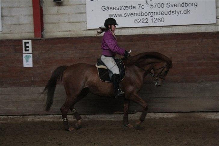 Dansk Varmblod Dinella girl Fredensminde (Damen) Tidl. hest. - Damen <3 billede 18