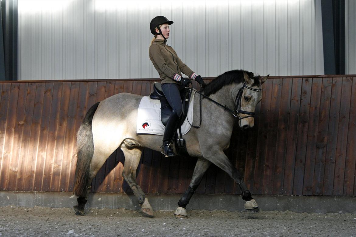 Welsh Cob (sec D) Ocebio - looooove you <3 billede 16