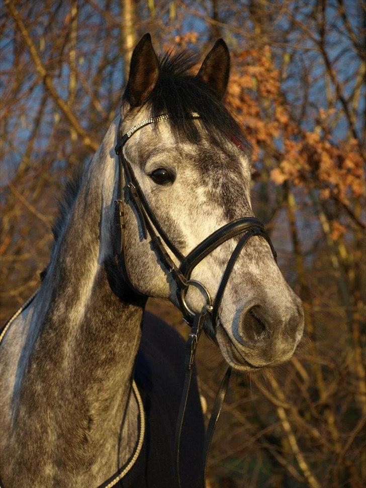 Hollandsk Varmblod Balthazar - Smukke!  billede 1