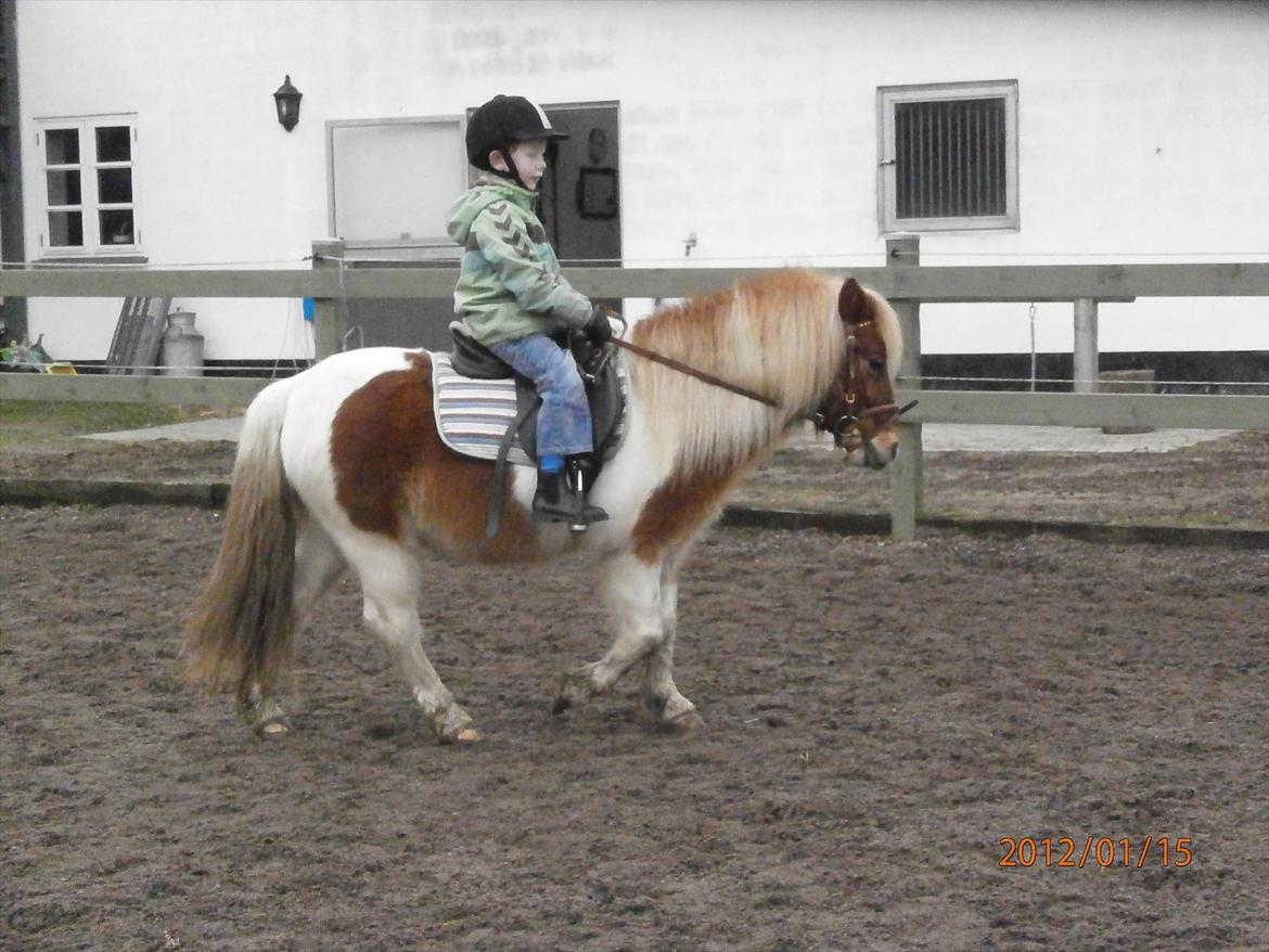 Shetlænder Little Star   - Frederik og Little billede 3