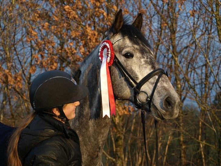 Hollandsk Varmblod Balthazar - Lille var dygtig i Fredericia, han vandt LB ud af 40 ryttere!  billede 17