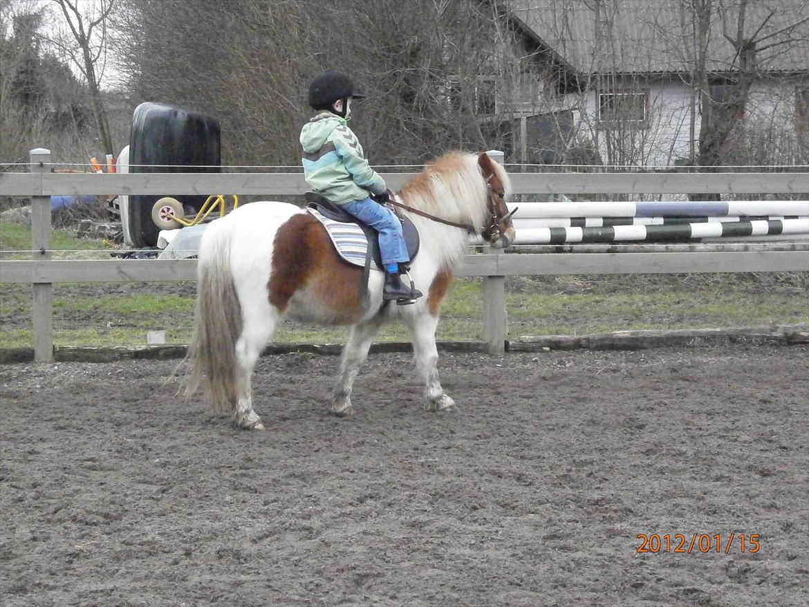 Shetlænder Little Star   - Frederik og Little billede 4
