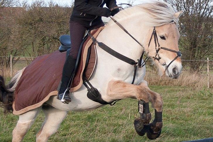 Fjordhest Sally (Lånehest) ~ True Friend ~ - Jumper-pony-prinsessen...!! Hun ELSKER at hoppe... XD billede 9