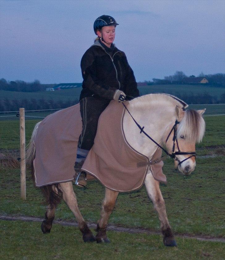 Fjordhest Sally (Lånehest) ~ True Friend ~ - *Nyt Jan. 2012* Genoptræning efter betændelse i benet... Hun husker det vigtige, mangler muskler, og er kraftigt understimuleret, hahaha.... billede 12