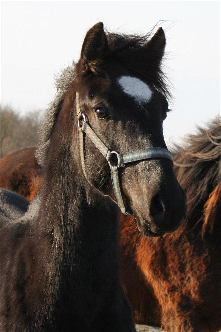 Anden særlig race jens billede 1