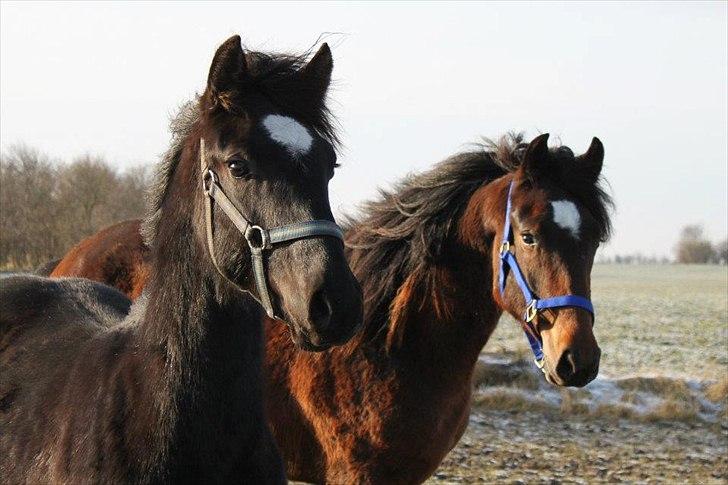 Anden særlig race jens billede 2