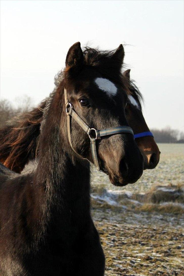 Anden særlig race jens billede 3