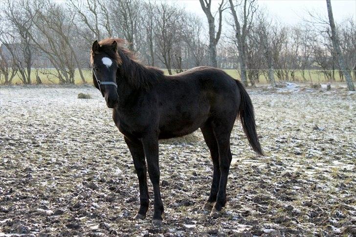 Anden særlig race jens billede 4