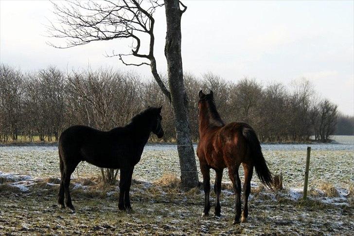 Anden særlig race Rosenvang's Casmir solgt billede 8