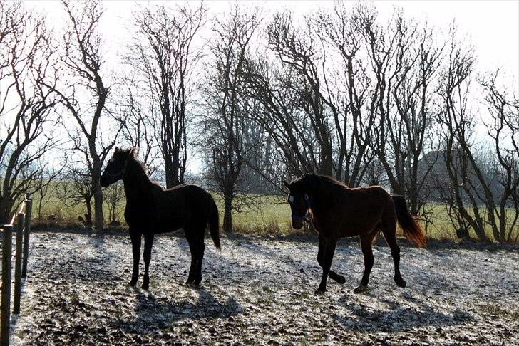 Anden særlig race Rosenvang's Casmir solgt billede 9