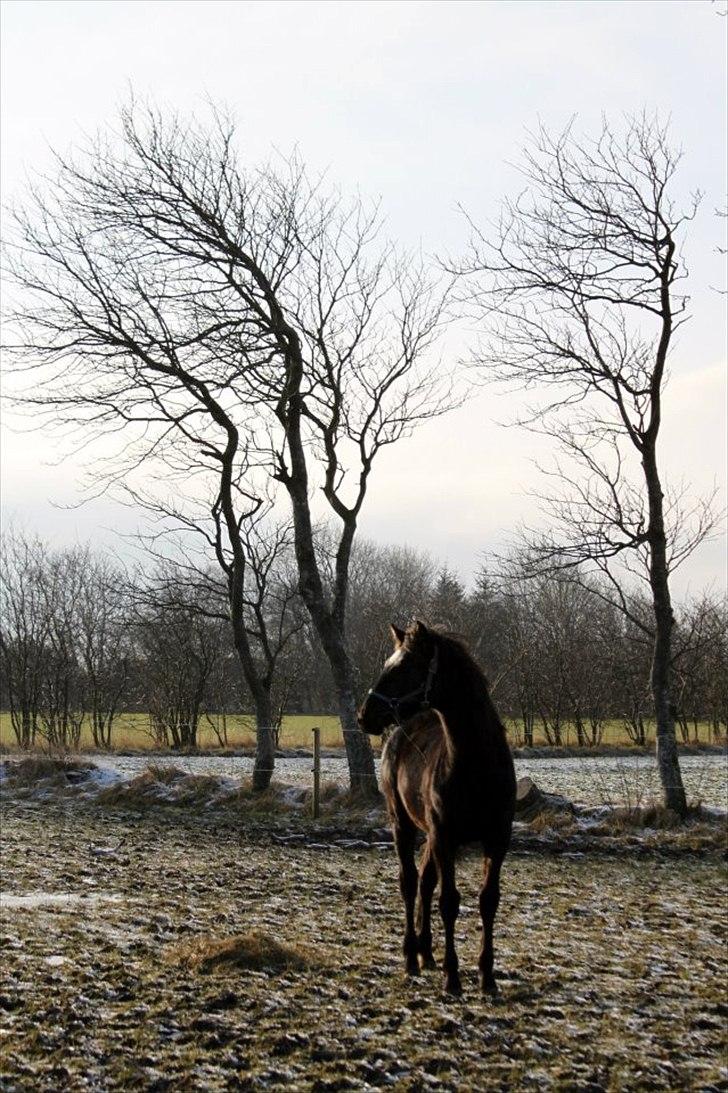 Anden særlig race Rosenvang's Casmir solgt billede 10