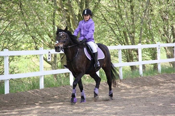 Anden særlig race Moonjam - Til springstævne i Rosenholm :) Super dag med mooni <3 billede 1