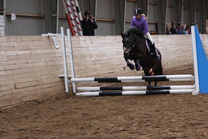 Anden særlig race Moonjam billede 5