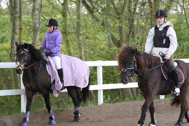 Anden særlig race Moonjam billede 6