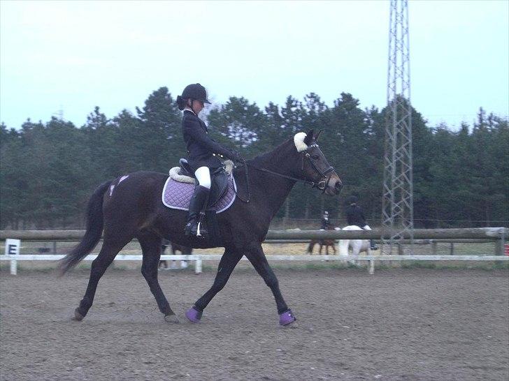 Anden særlig race Moonjam billede 11