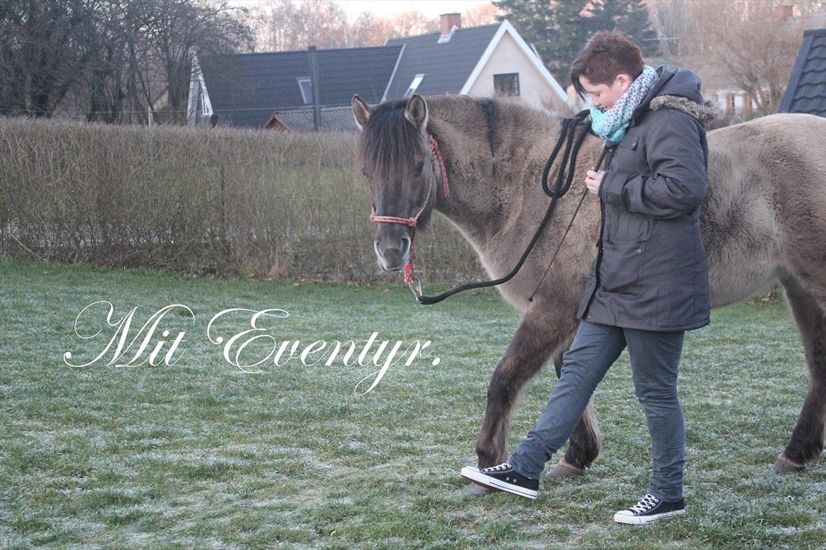 Konik Polski Tora R.I.P My ANGLE! billede 1