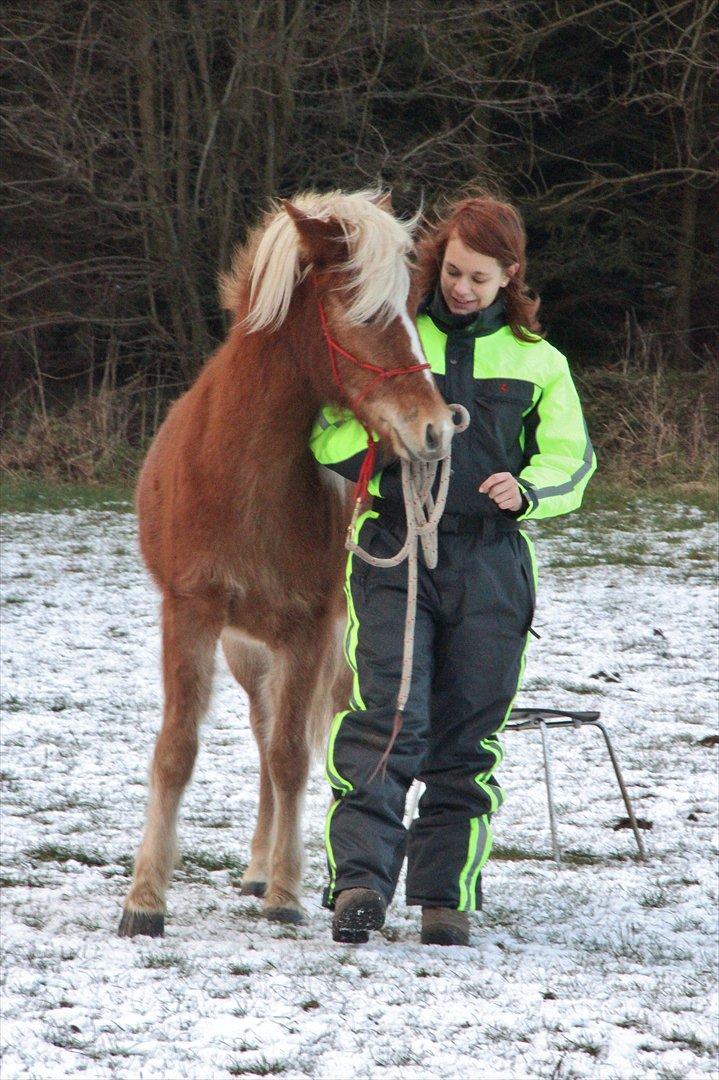 Islænder Diva [SOLGT] - Vinter hygge med prinsessen<3 Januar 2012 Foto: ECS billede 3