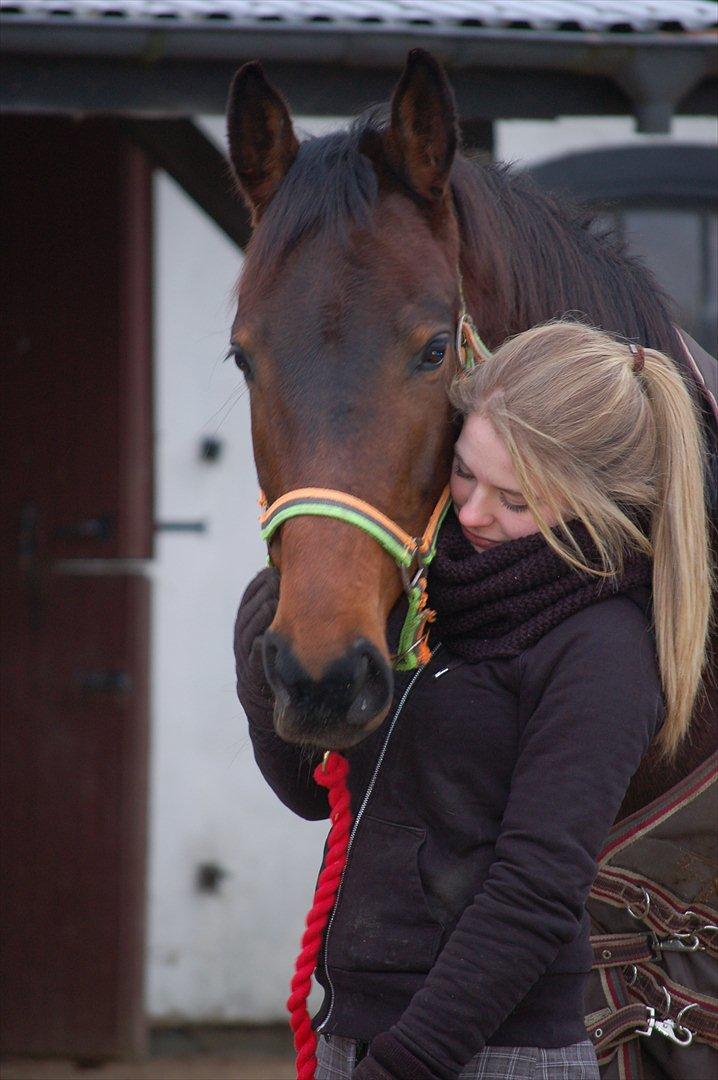 Dansk Varmblod Maxime  - Vinteren 2012 <3 billede 2
