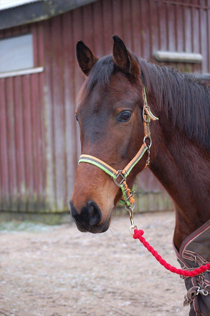 Dansk Varmblod Maxime  - Vinteren 2012 <3 billede 13