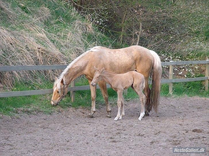 Palomino Skrædderdals Monark - Taget i sommeren 2011. 0 dage gammel. 
Lidt træt til sidst.  billede 4