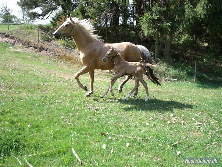 Palomino Skrædderdals Monark - Taget i sommeren 2011. 7 dage gammel.
Man skulle selvfølgelig udforske folden i fuld galop... men kun sammen med mor ;)  billede 6