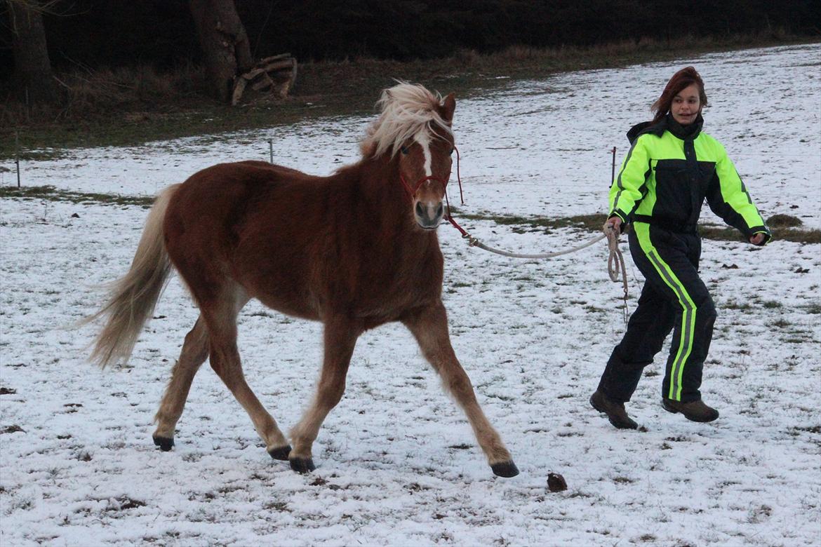 Islænder Diva [SOLGT] - Første gang hun traver med mig :) Den eneste gang det gik fint.. Ligemeget hvor fjollet hun er, er hun nu skøn ;-) Januar 2012. Foto: ECS billede 20