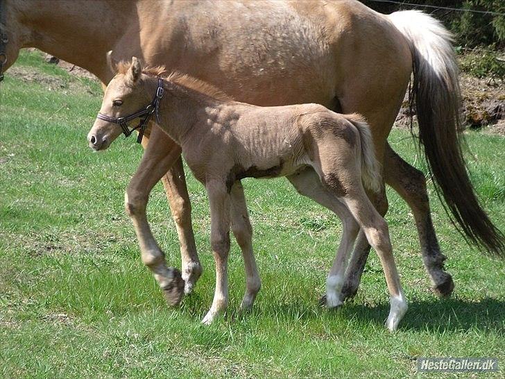 Palomino Skrædderdals Monark - Taget i sommeren 2011. 7 dage gammel. 
På fold for første gang :)  billede 7