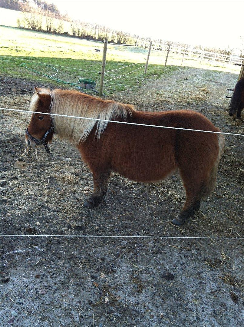 Shetlænder Nanja af rolighed billede 8