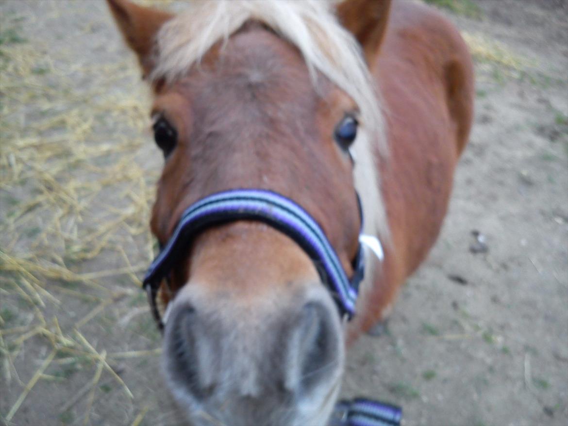 Shetlænder Nanja af rolighed billede 9