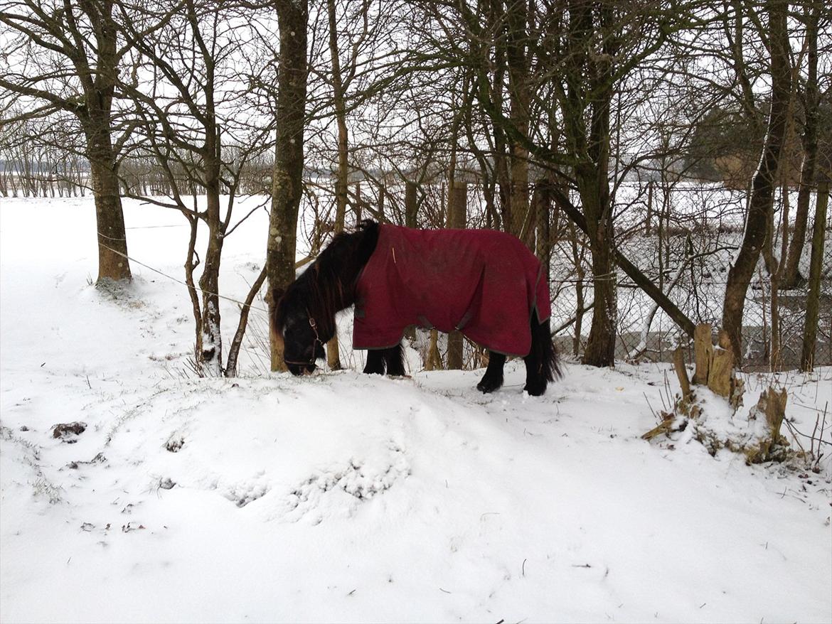 Shetlænder Eskelygårds black Beauty billede 6