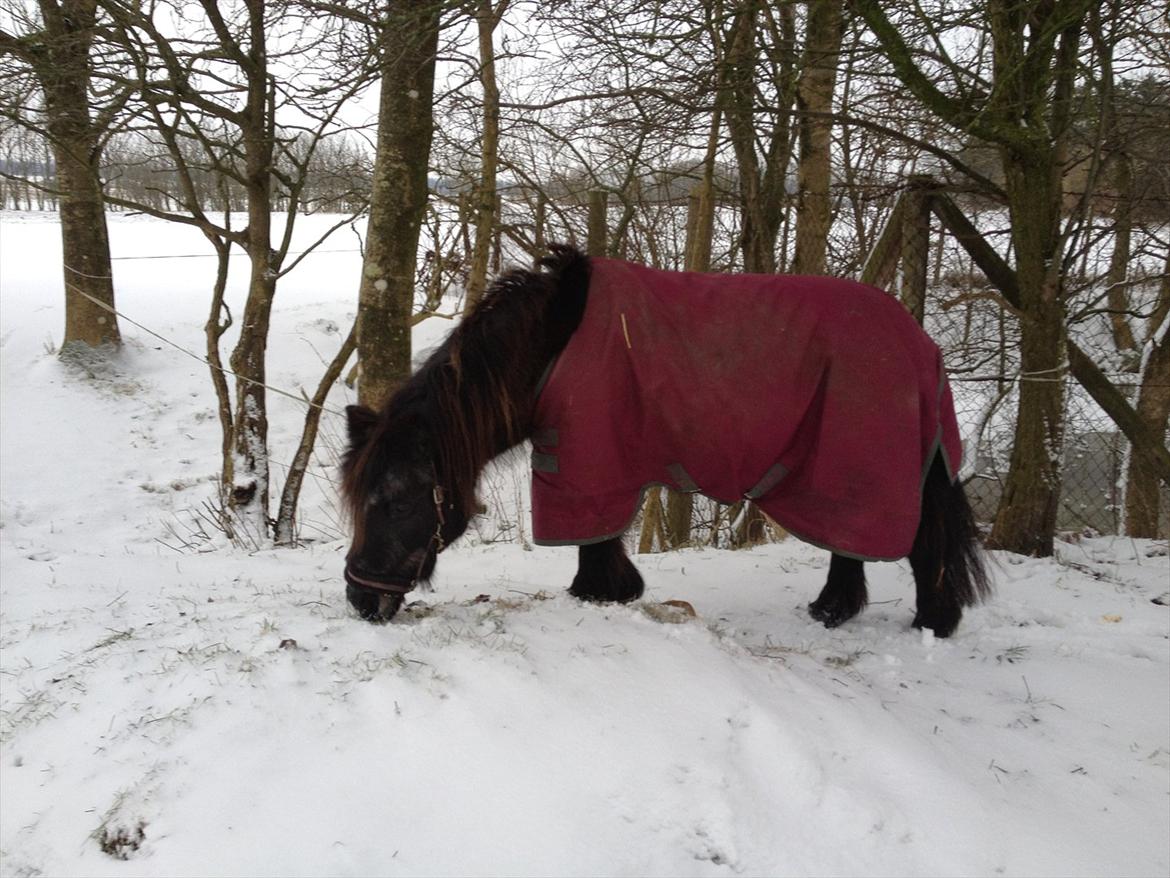 Shetlænder Eskelygårds black Beauty billede 7