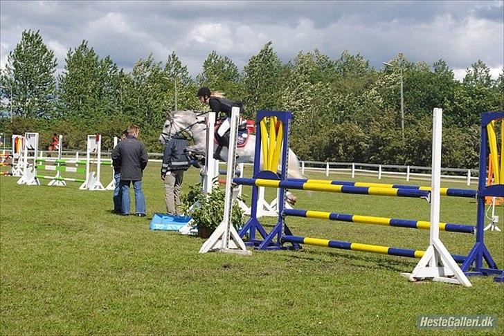 Welsh Pony (sec B) Diablo B-pony /spring  Solgt billede 13