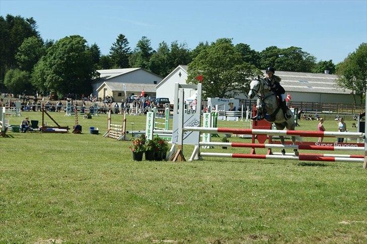 Welsh Pony (sec B) Diablo B-pony /spring  Solgt - morsø 2011 LA** billede 15