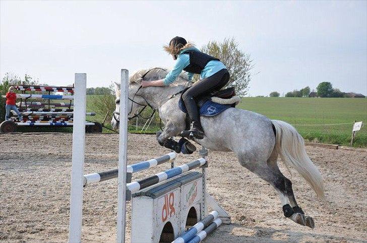 Welsh Pony (sec B) Diablo B-pony /spring  Solgt billede 20