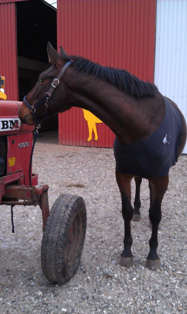 Anden særlig race La,cure <3 Guldklump billede 1