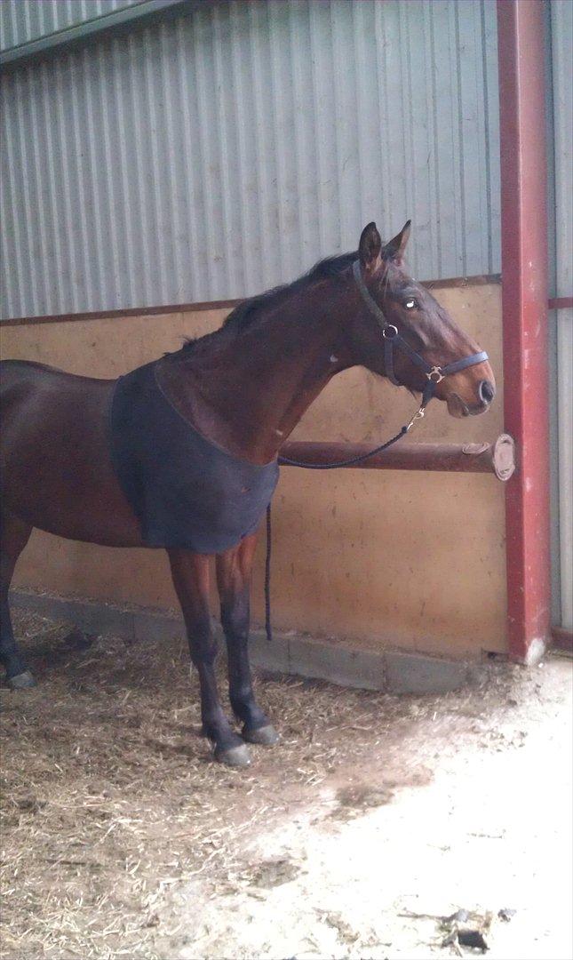 Anden særlig race La,cure <3 Guldklump billede 2