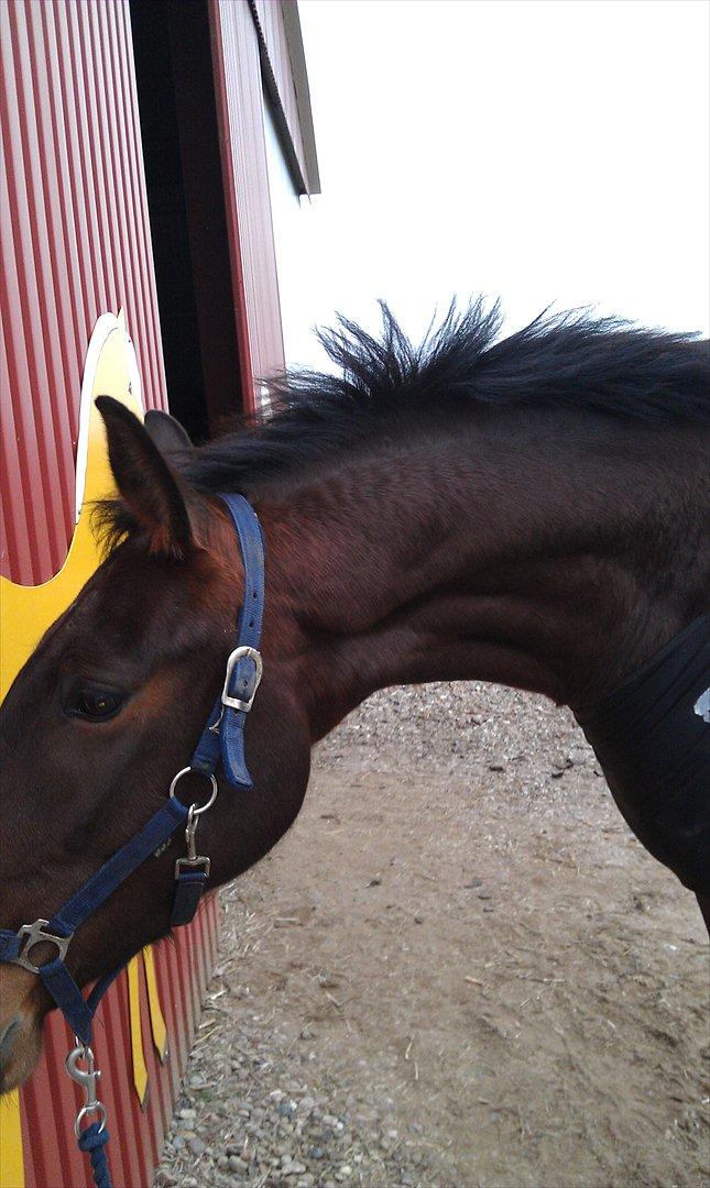 Anden særlig race La,cure <3 Guldklump billede 3